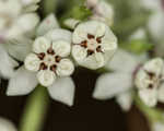 White milkweed